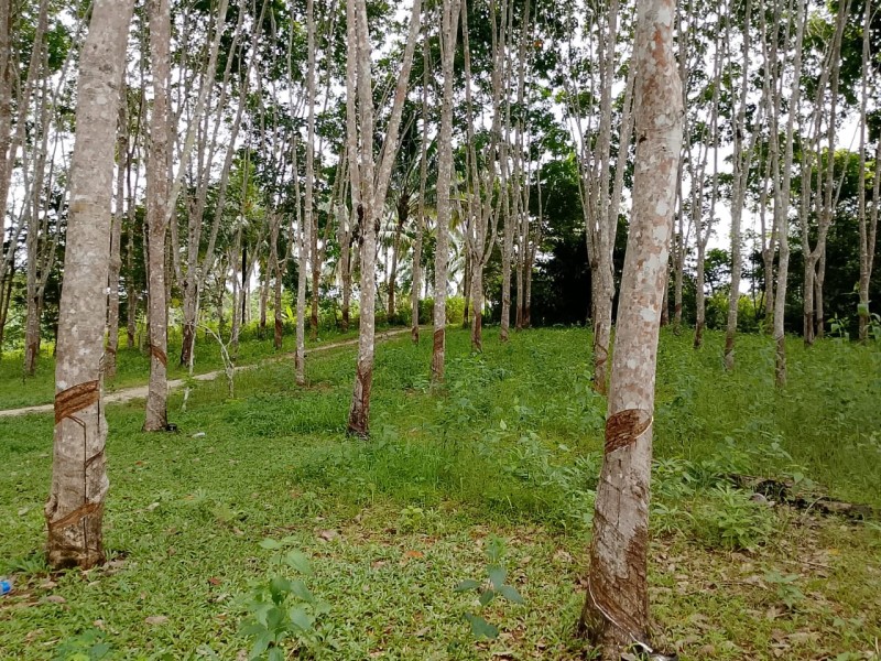 Akibat Musim Hujan Petani Karet di Natuna Kini Terancam
