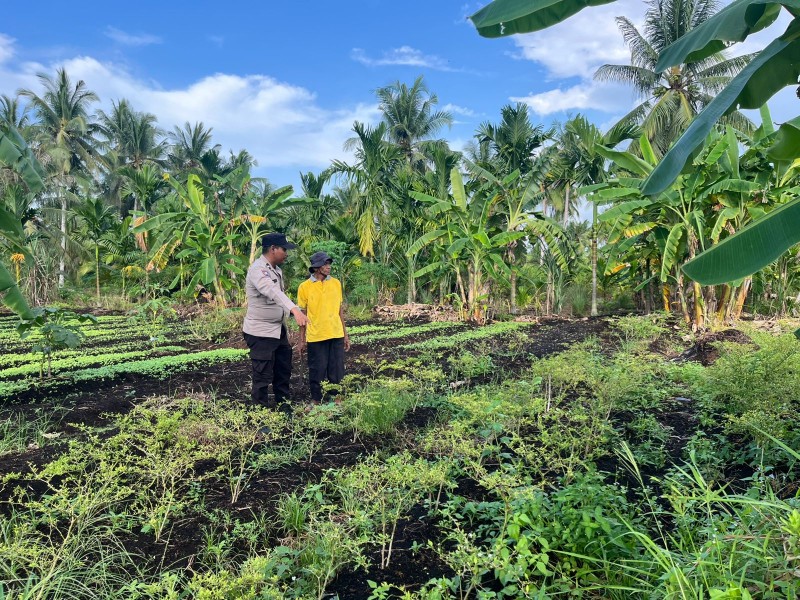 Dukung Penuh Program Pemerintah tentang Ketahanan Pangan, Bhabinkamtibmas Tagaraja Sambangi Petani Sayur di Jalan Hang Tuah