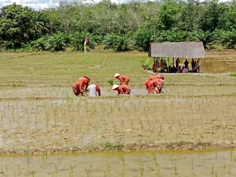 Warga Petani Desa Pasir Maju Gelar Tanam Padi di Lahan 56,7 Hektar