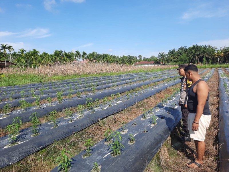Polsek Seberida Gencarkan Pendampingan Program Ketahanan Pangan di Desa Seresam