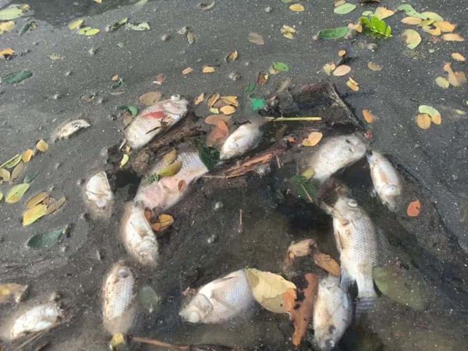 Masyarakat Terkejut, Ribuan Ikan di Danau Raja Inhu Mati