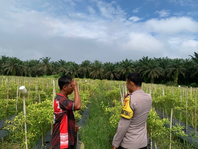 Dukung Ketahanan Pangan, Kapolsek Batang Gansal Tinjau Pekarangan Bergizi di Desa Seberida