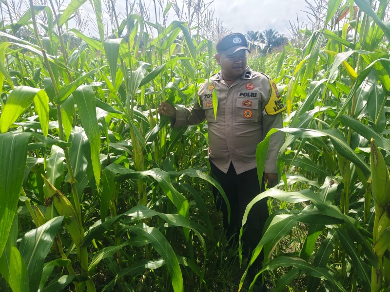 Bhabinkamtibmas Polsek Seberida Blusukan ke Kebun Jagung, Motivasi Warga Wujudkan Ketahanan Pangan
