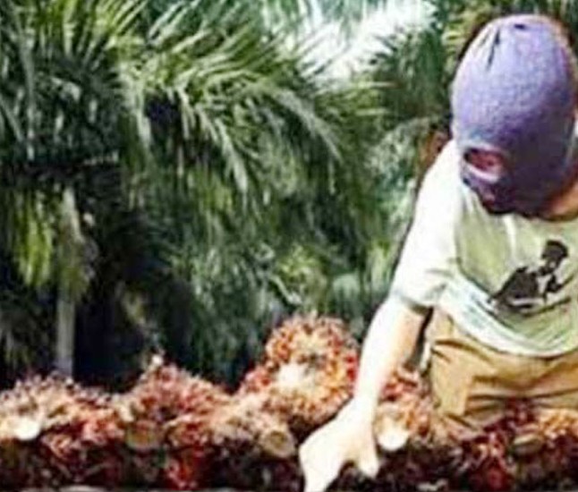 Ini Jawaban Maling Sawit Saat Tertangkap Basah