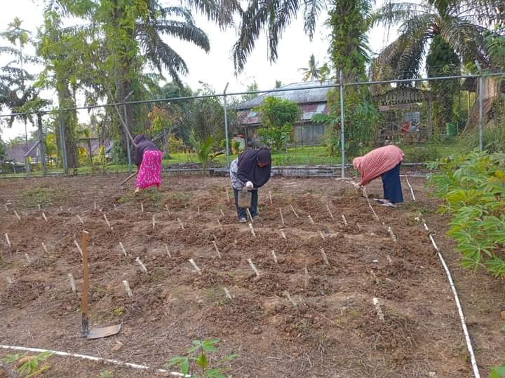 Desa Lambang Sari V Fokus Kembangkan Singkong Untuk Ketahanan Pangan dan Industri Olahan