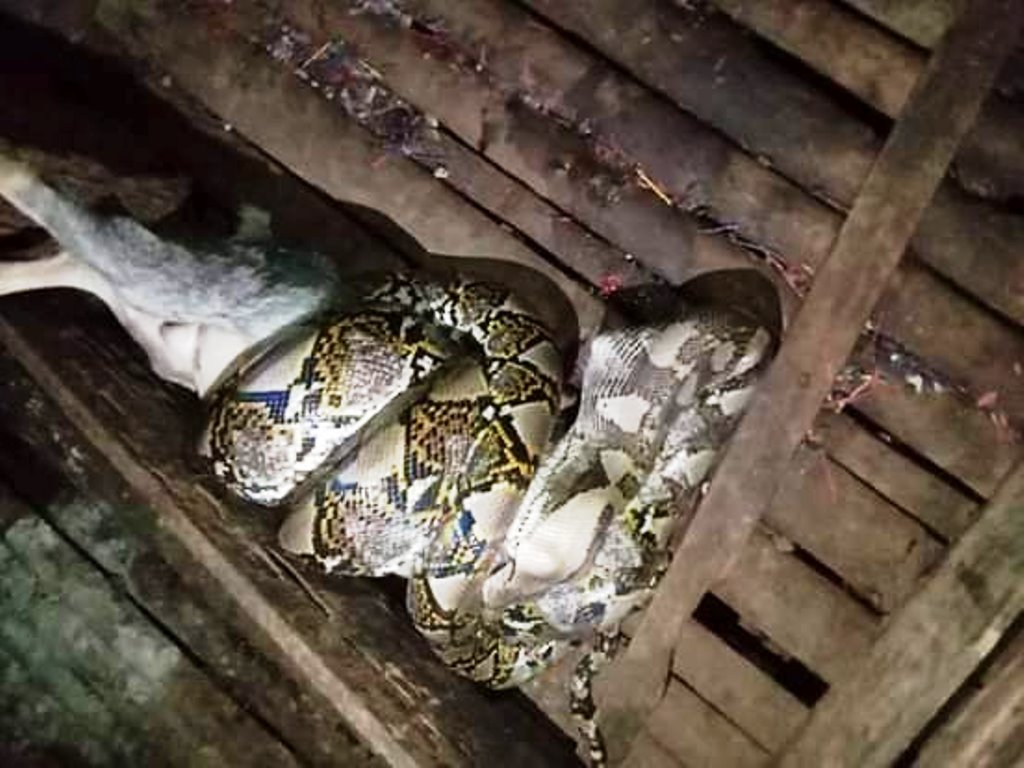 Mangsa Kambing Milik Warga Desa Pulau Jumat Inhu, Ular Piton Sepanjang 4 Meter Ditangkap