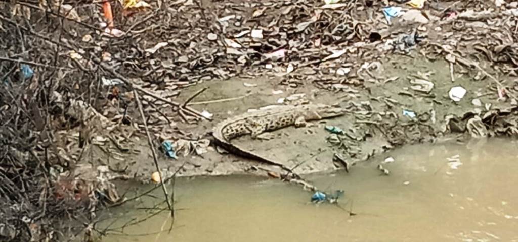 Seekor Buaya Asyik Berjemur di Sungai Belakang Pasar Air Molek, Warga Dihimbau Waspada