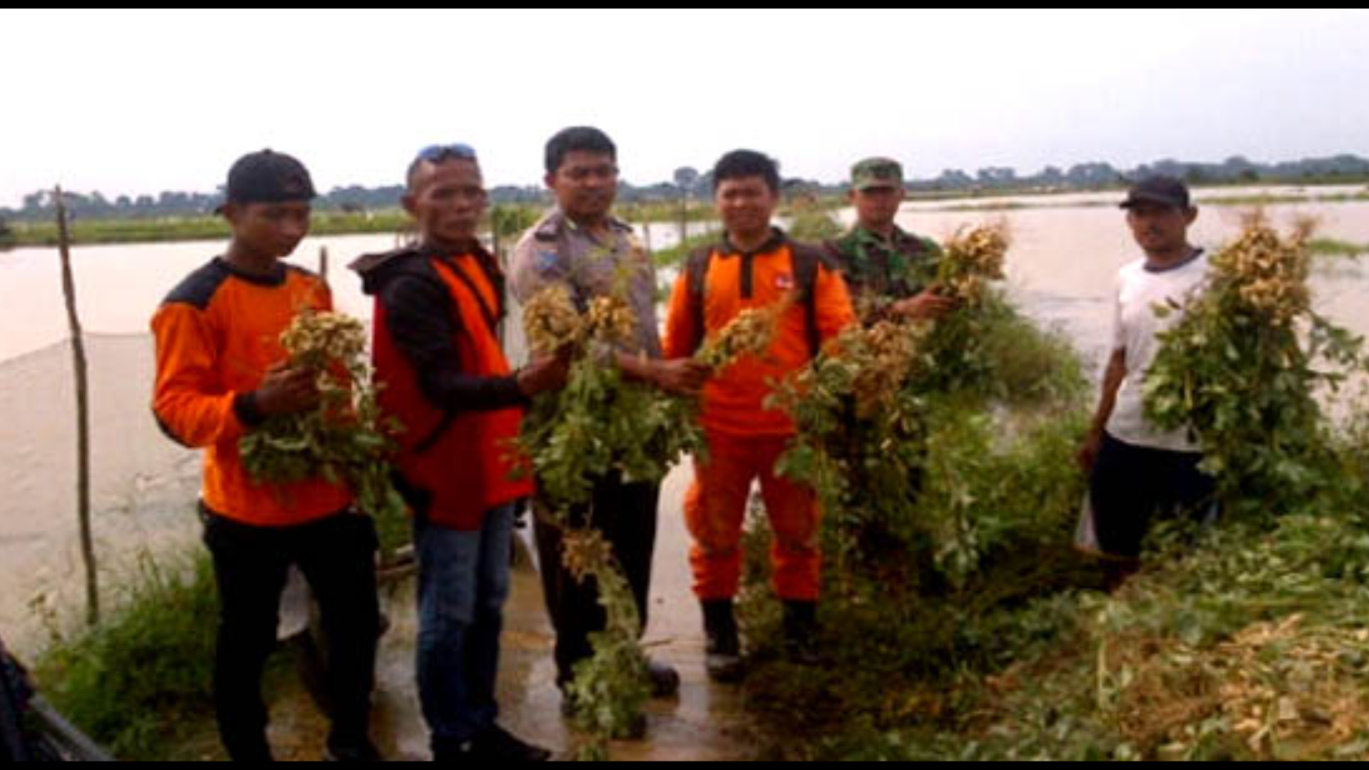 Areal Pertanian Petani Desa Redang Inhu Terendam Banjir, Kerugian Ditaksir Mencapai Rp 500 Juta