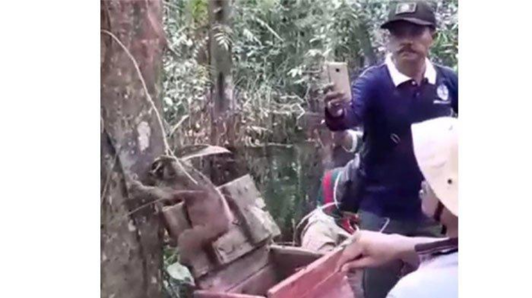 Gara-gara Sungai Meluap di Inhu, Binatang Kukang Harus Panjat Tiang Listrik untuk Selamatkan Diri
