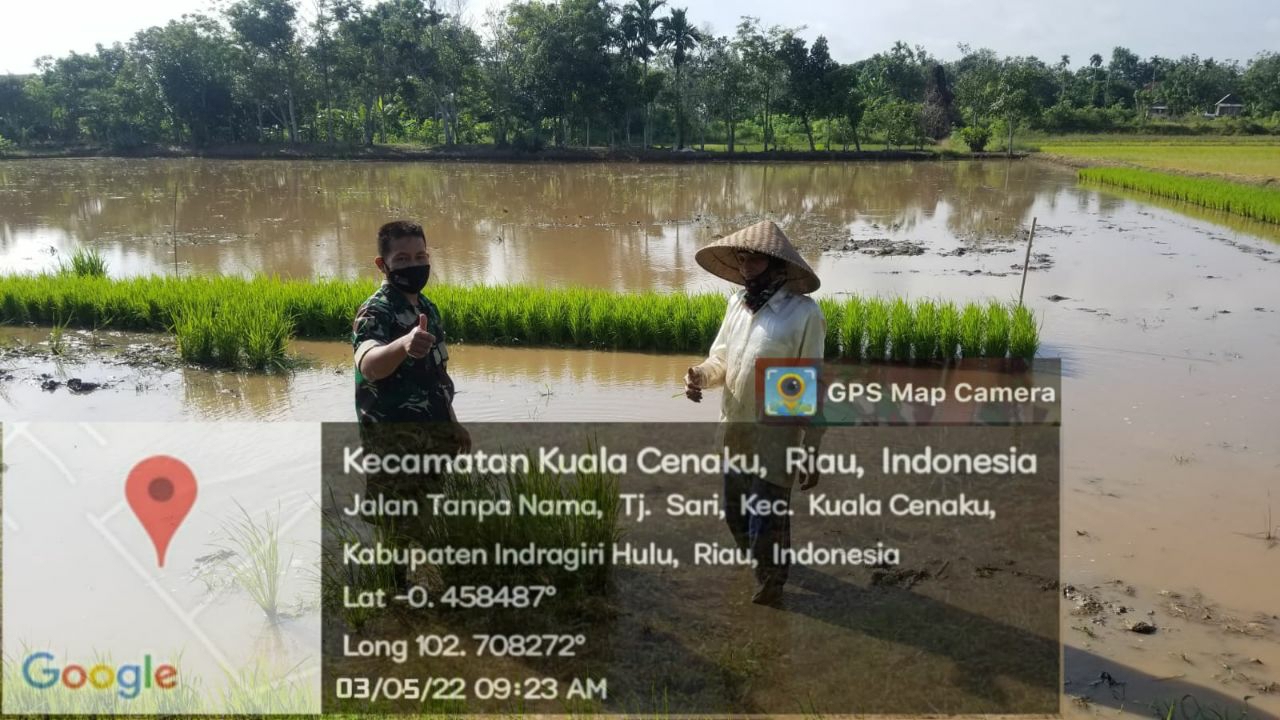 Babinsa Koramil 01/Rengat Bantu Petani Bersihkan Lahan Pertanian