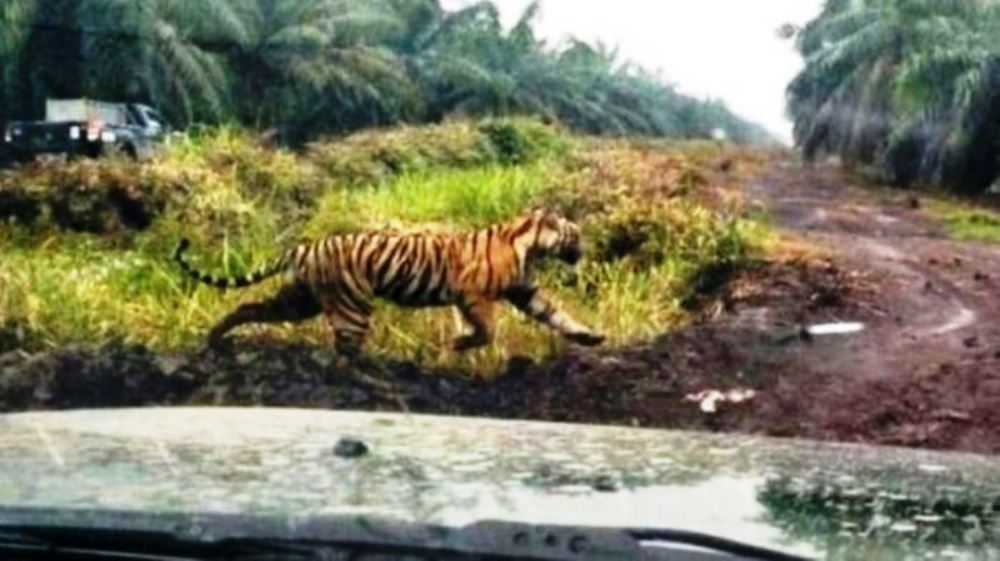 Populasi Harimau Sumatera Ditaksir Tinggal 400 Ekor