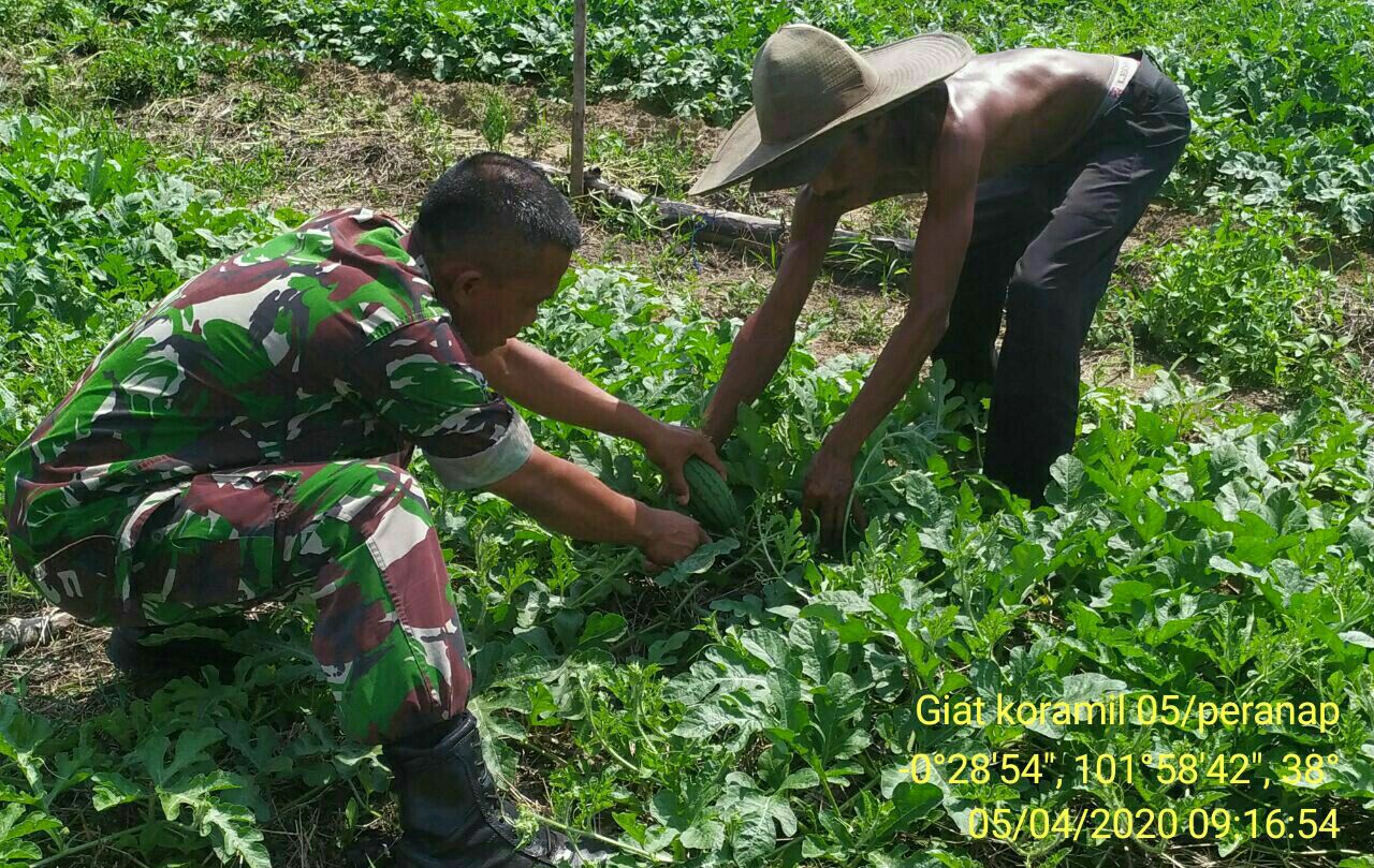Kunjungi Petani Serda Wahyu Bantu 0,5 Hektar Rawat Tumbuhan Semangka