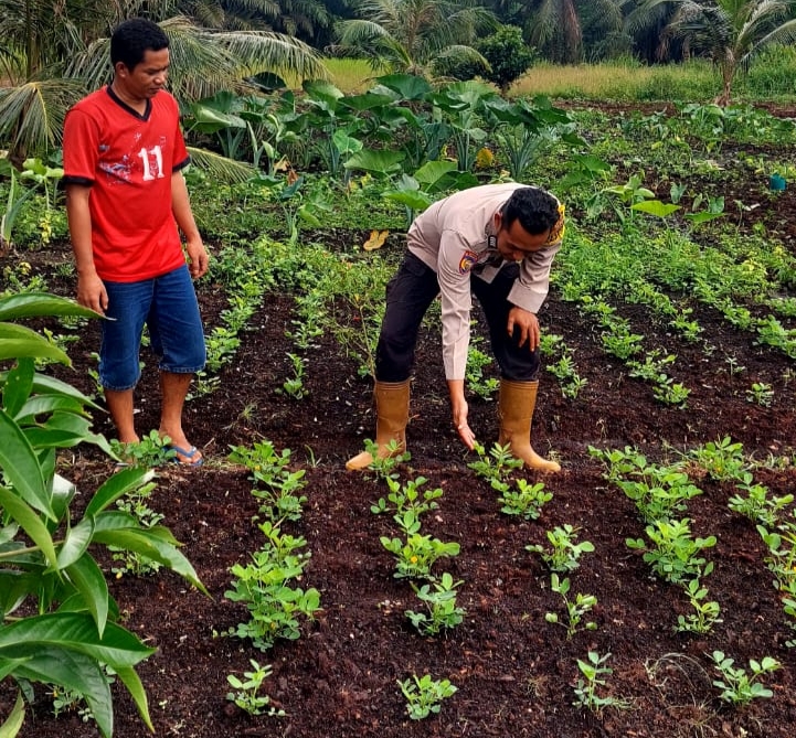Bhabinkamtibmas Teluk Belengkong Dorong Ketahanan Pangan, Warga Griya Mukti Jaya Tanam Kacang Tanah Bergizi