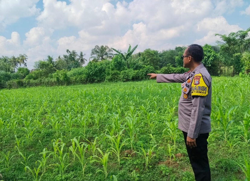 Polsek Pangean Cek Tanaman Jagung di Desa Padang Kunik, Dukung Swasembada Pangan 2026