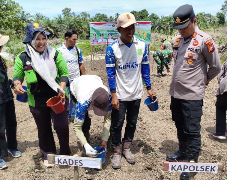 Penanaman Jagung Serentak Dipusatkan di Desa Gumanti, Dukung Program Strategis Nasional
