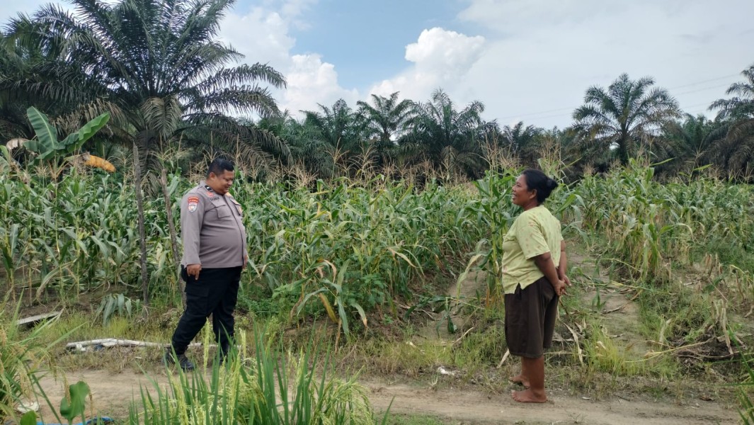 Bhabinkamtibmas Desa Kelesa Aktif Dorong Ketahanan Pangan Nasional Lewat Pertanian Mandiri Warga