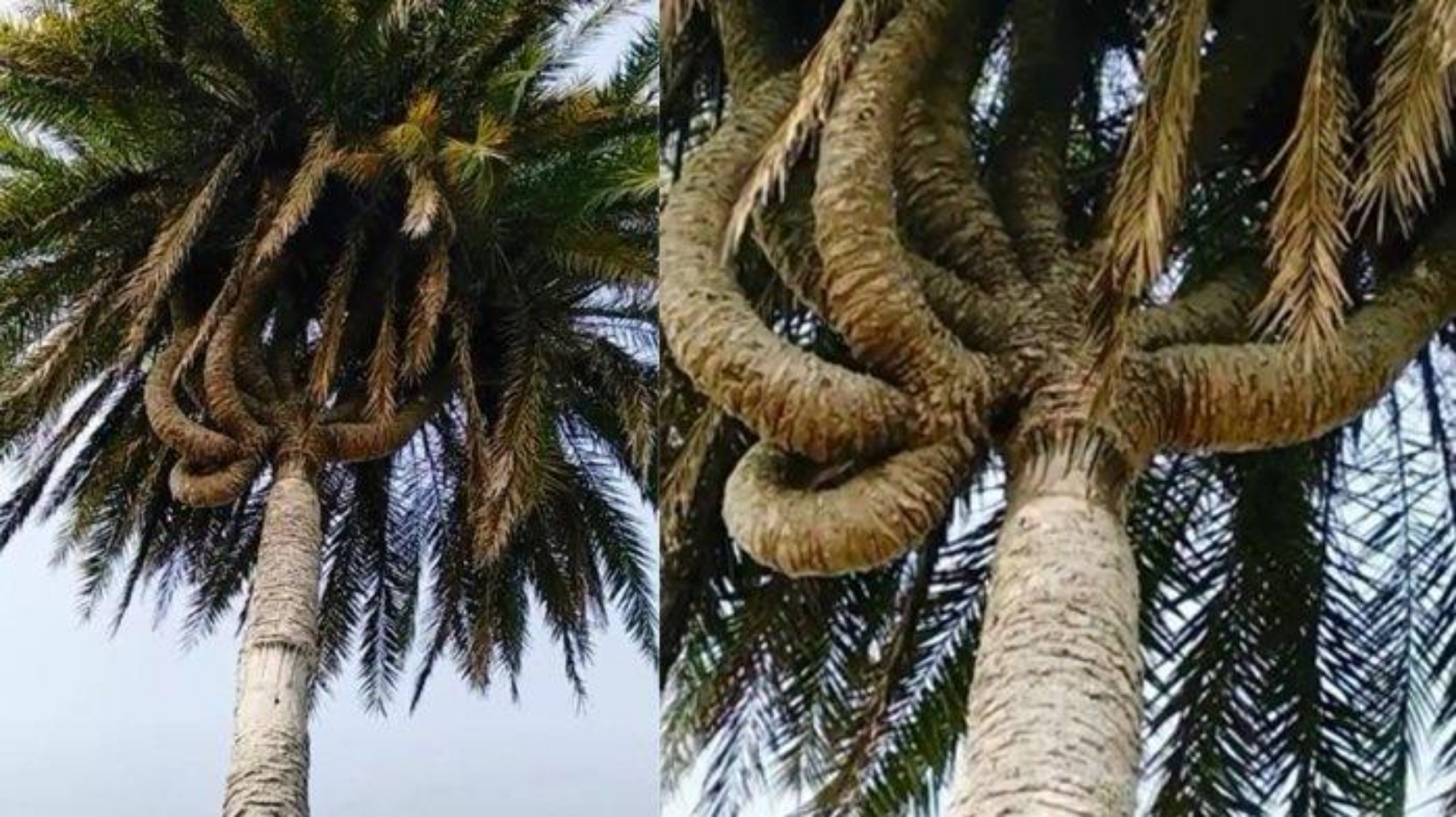 Pohon Kelapa Bercabang Sembilan di Riau, Pernah Ditawar Rp 350 Juta dan Sering Didatangi Pejabat