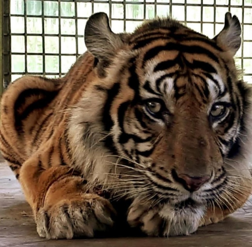 Harimau Bonita Akan Dilepasliarkan di Riau