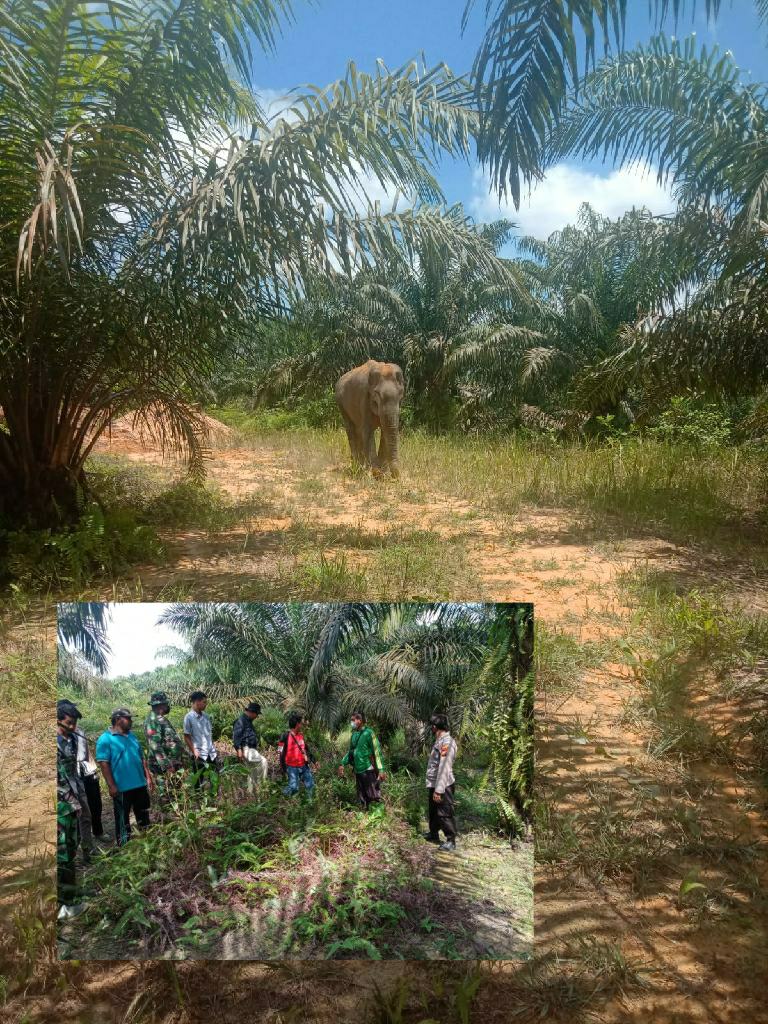 Babinsa Kecamatan LBJ Pantau Seekor Gajah yang Nyasar ke Kebun Sawit Masyarakat