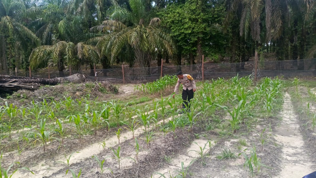 Dukung Swasembada Pangan, Polsek Batang Gansal Monitoring Pertumbuhan Tanaman Jagung