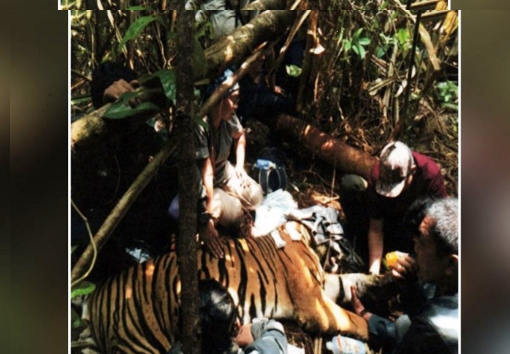 Sama-sama Kena Jerat, Karyawan PT GCN di Pelalawan Selamat Dari Terkaman Harimau