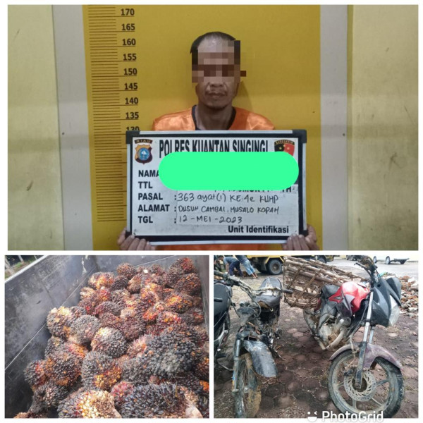 Terciduk Curi Kelapa Sawit Milik Perusahaan, Pria Di Kuansing Diamankan