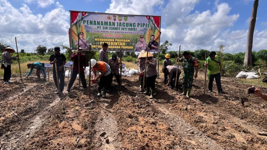 TNI-Polri dan Masyarakat Bersinergi Tanam Jagung Tahap II di Belimbing, Dukung Ketahanan Pangan Nasional