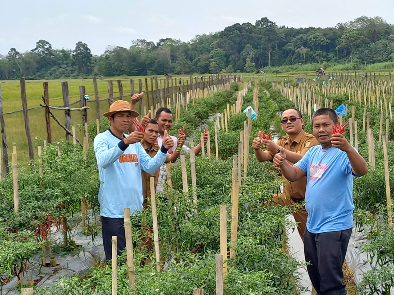 PJ Kades Nurman Antoni Panen Raya Cabe Merah  Bersama Kelompok  Tani Desa  Seberang Pantai