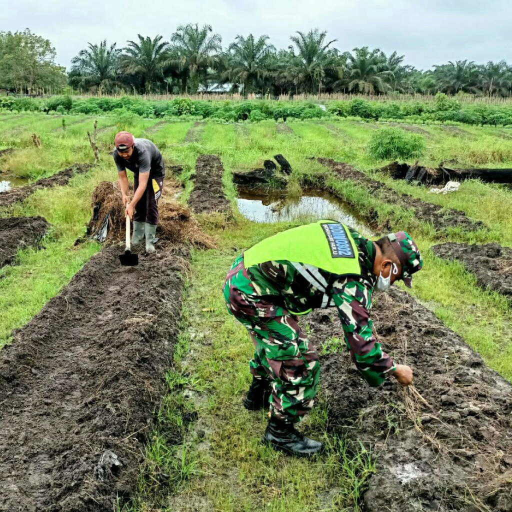 TNI AD Turun ke Lapangan Bantu Pengolahan Lahan Pertanian