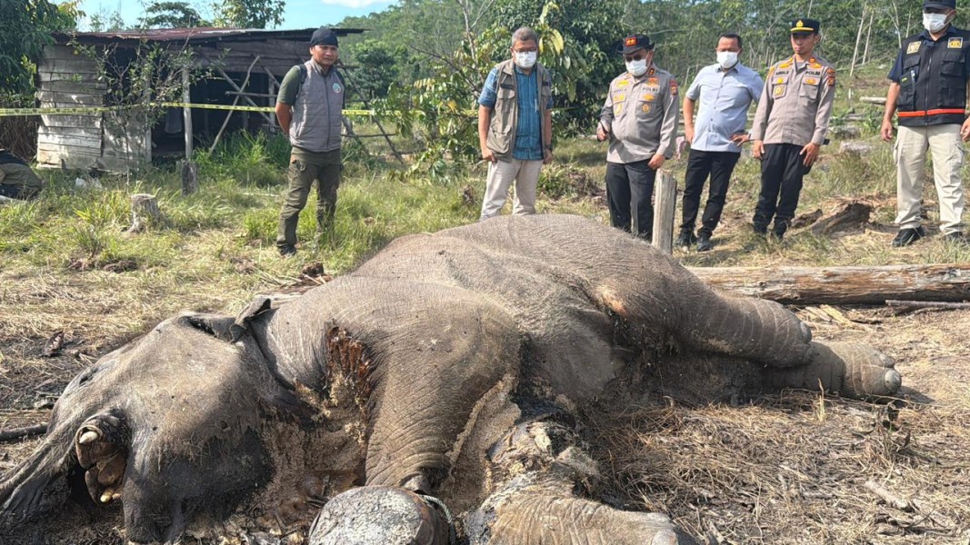 Kapolda Riau Cek Lokasi Penemuan Bangkai Anak Gajah di Tesso Nilo