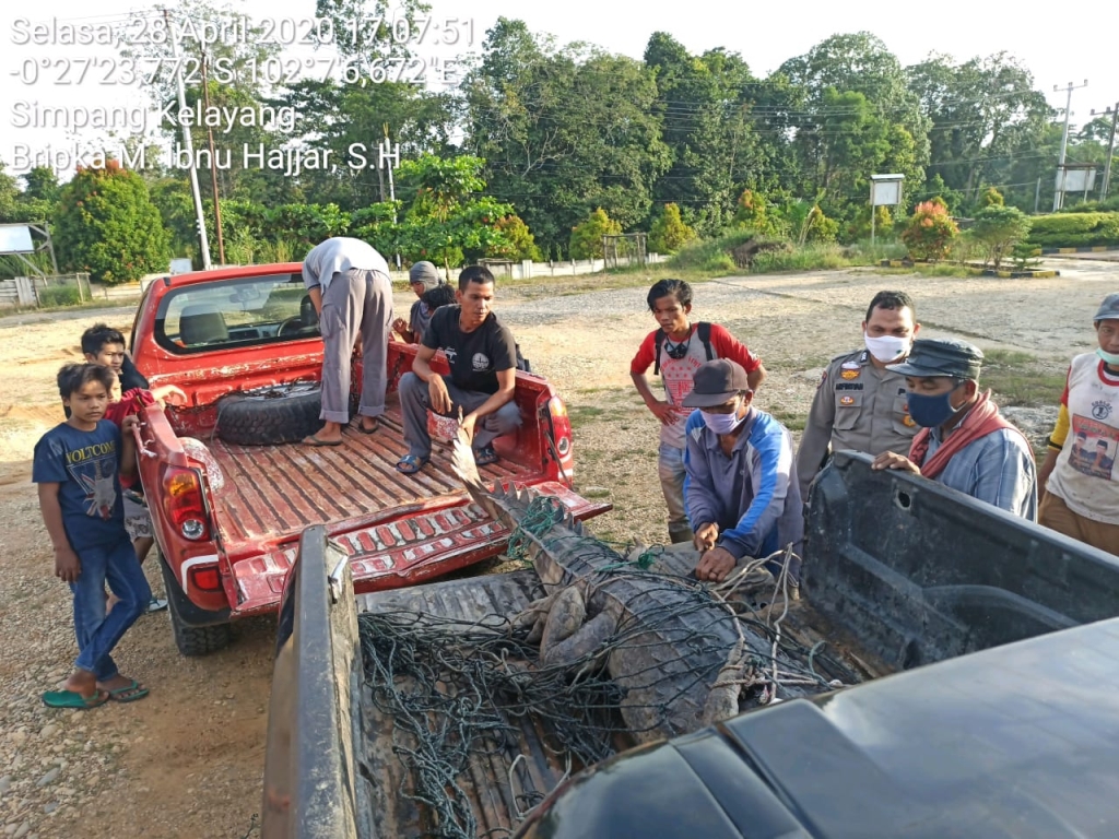 Warga Desa Talang Sungai Parit Inhu Tangkap dan Serahkan Buaya ke Polisi