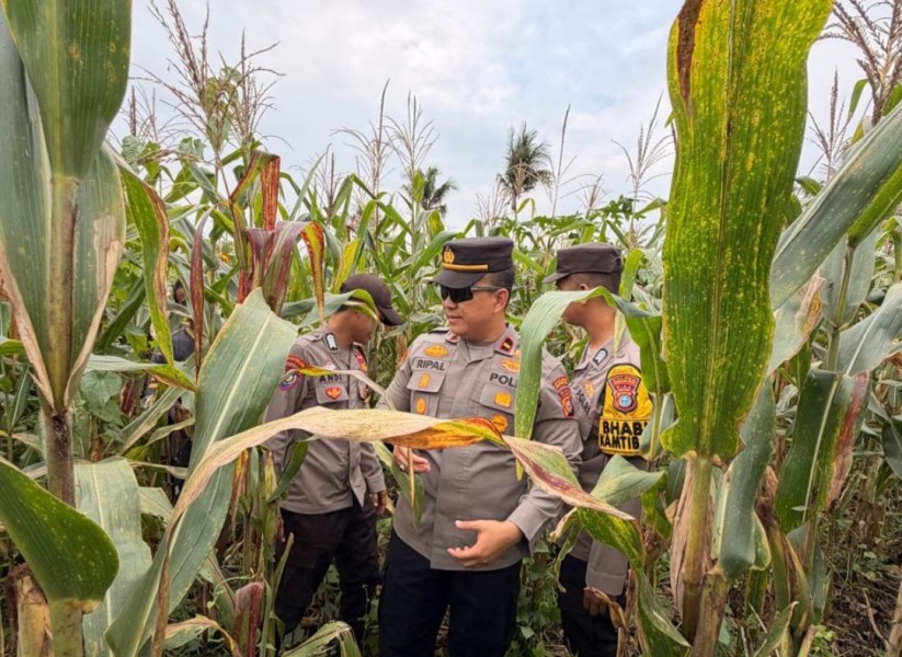 Dukung Ketahanan Pangan, Bhabinkamtibmas Polsek Tembilahan Cek Kebun Jagung