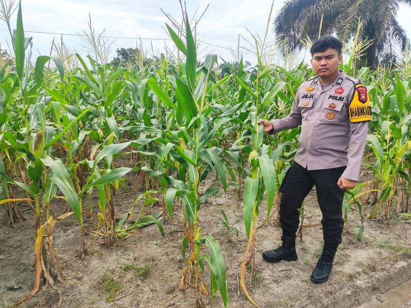 Polsek Batang Gansal Turun ke Lahan: Cek Jagung Pipil untuk Ketahanan Pangan