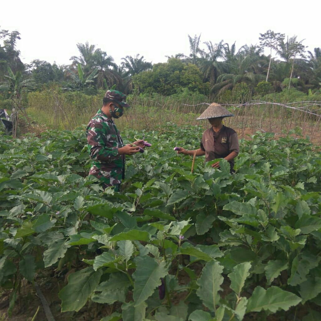 Para Petani Termotivasi Dengan Hadirnya TNI Dalam Pendampingan