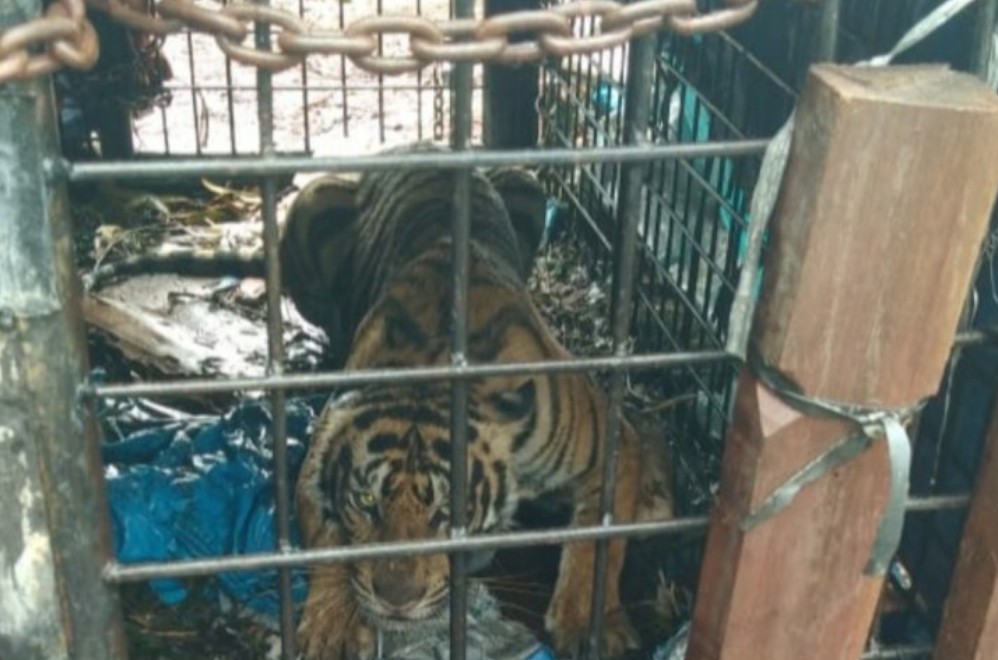 BKSDA Riau Tangkap Harimau Sumatera di Pelangiran Inhil