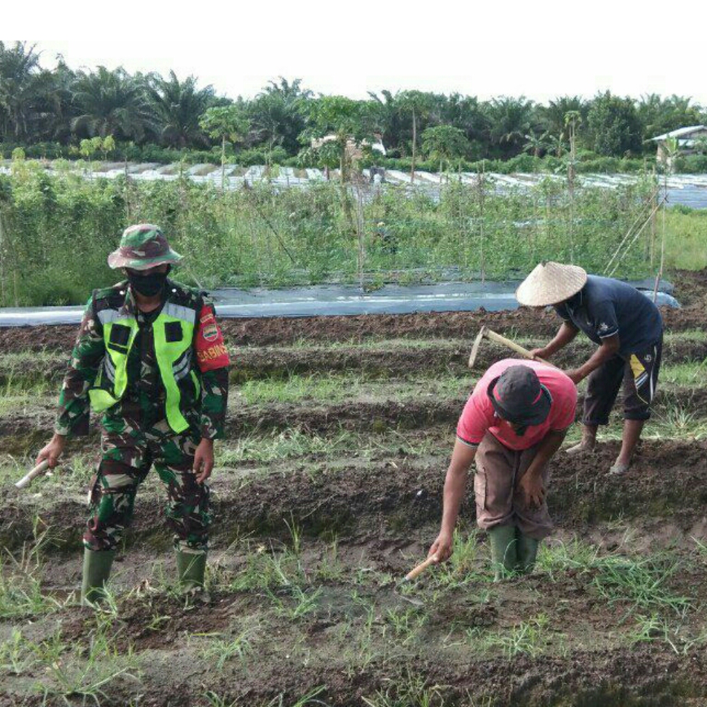 Babinsa Koramil 03-Seberida, Terus Memberikan Pendampingan Kepada Para Petani