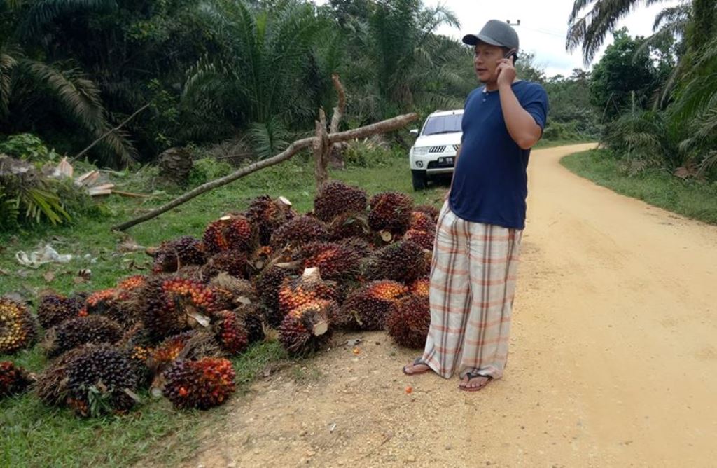 Harga Sawit di Riau  Periode 20-25 Mei 2020 Turun Tipis