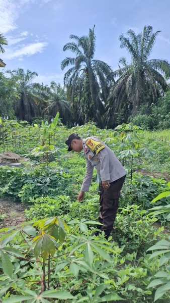 Dari Pekarangan untuk Ketahanan Pangan: Polsek Batang Gansal Sambangi Rumah Bapak Suwar
