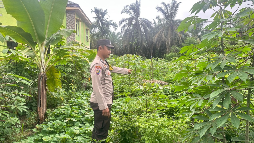 Tanaman Kacang Warga Desa Seberida Dapat Perhatian Polsek Batang Gansal