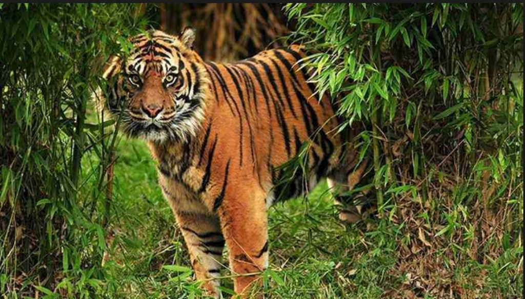 Warga Pulau Burung Inhil Resah, Harimau Sumatera Terkam Sapi