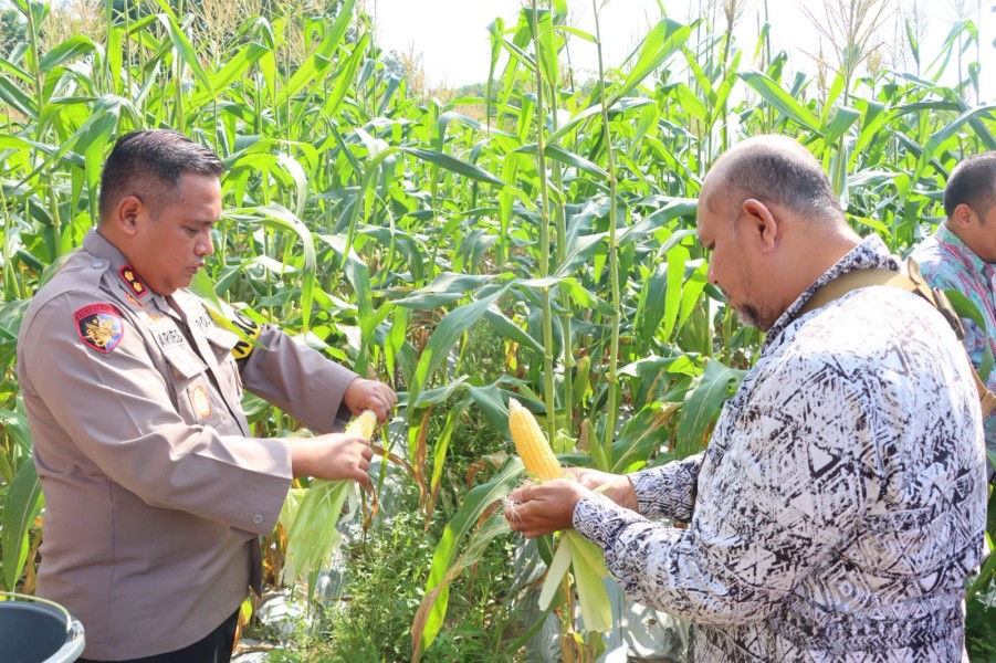 Kapolres Natuna Panen 12.000 Tongkol Jagung: Dorong Kemandirian Pangan dan Produktivitas Lahan Kosong