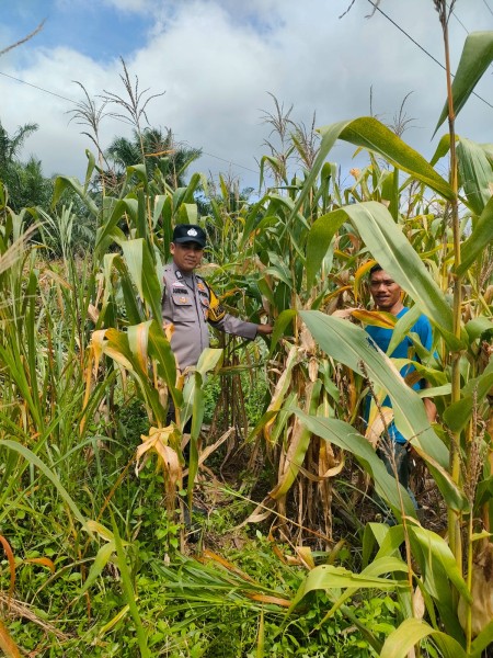 Dukung Ketahanan Pangan Polsek Kepenuhan Cek Pertumbuhan Jagung Pipil.