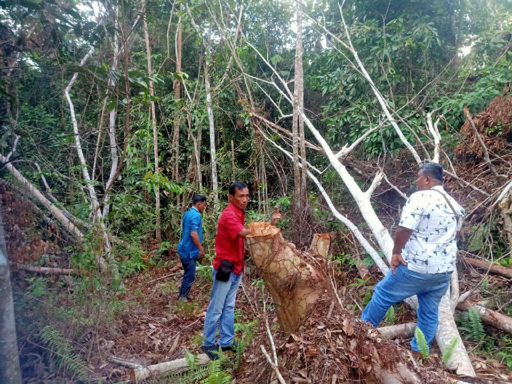 Polsek Kampar Kiri Tangkap Pelaku Illegal Logging di Kawasan Hutan Konservasi Area PT. PSPI
