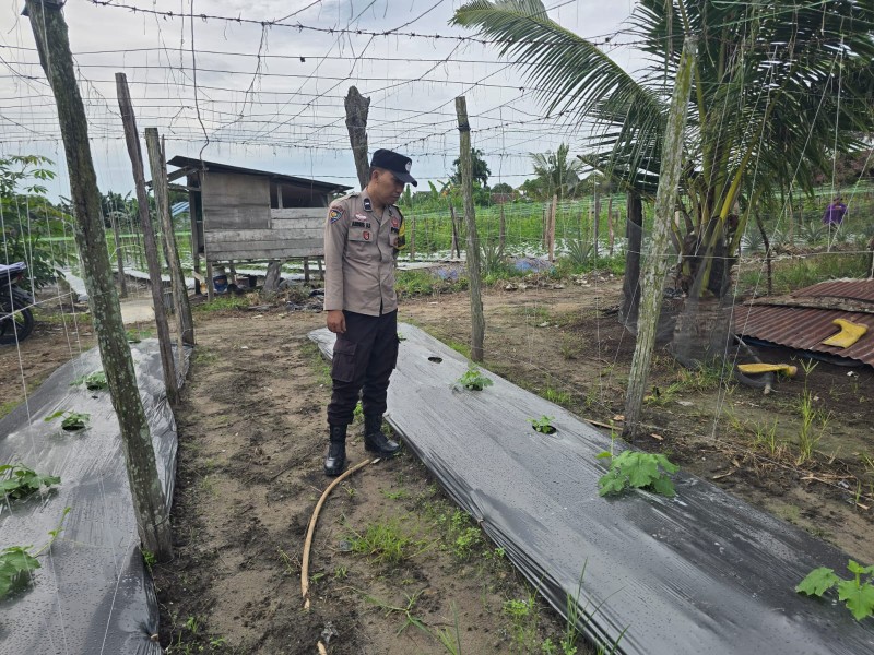 Bhabinkamtibmas Seberida Ajak Warga Tanam Gambas, Dukung Ketahanan Pangan di Pangkalan Kasai