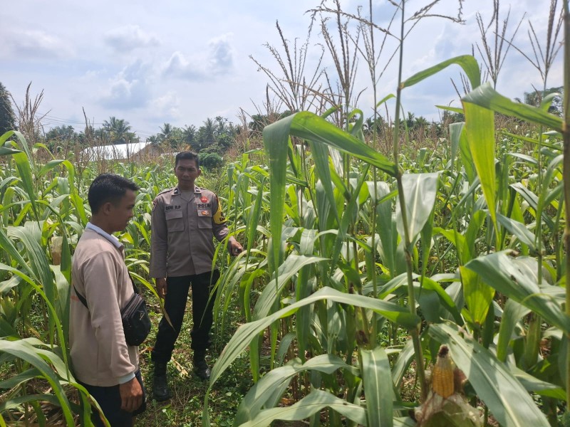 Demi Ketahanan Pangan Nasional, Polres Inhu Terus Pantau Perkembangan Jagung