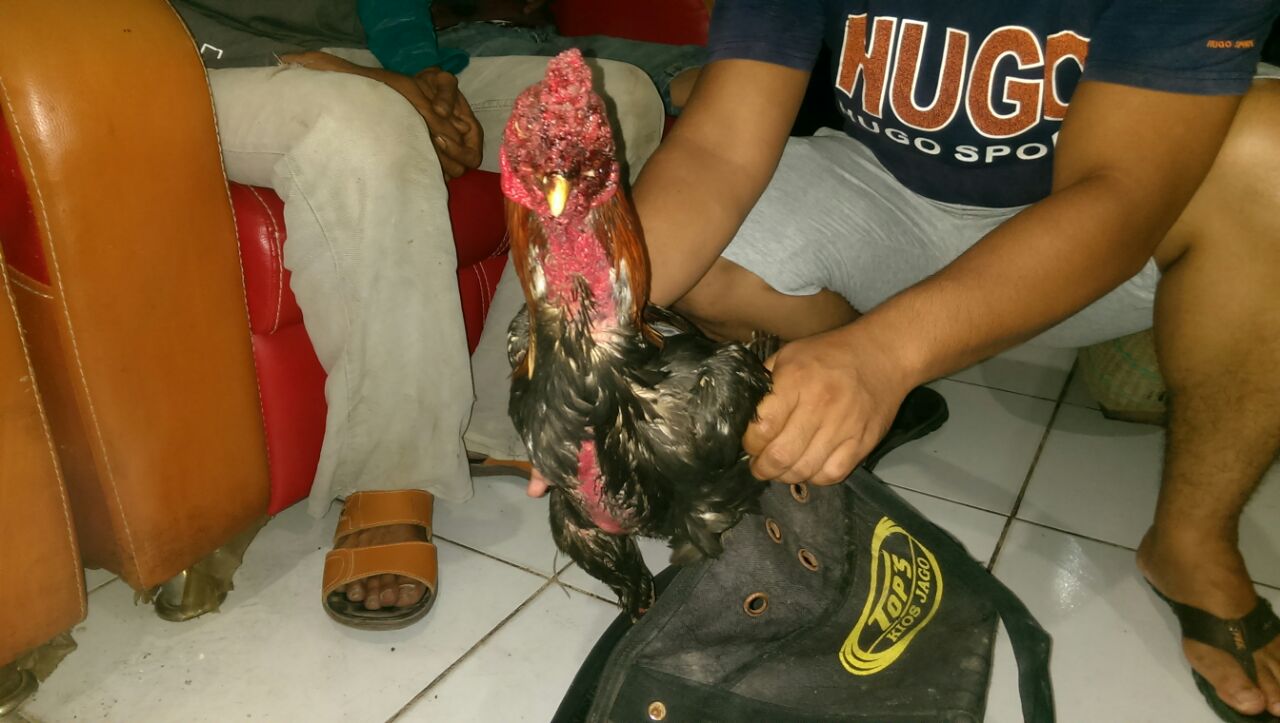 Empat Tersangka Judi Sabung Ayam di Blok A Titian Resak  Ditangkap Polisi