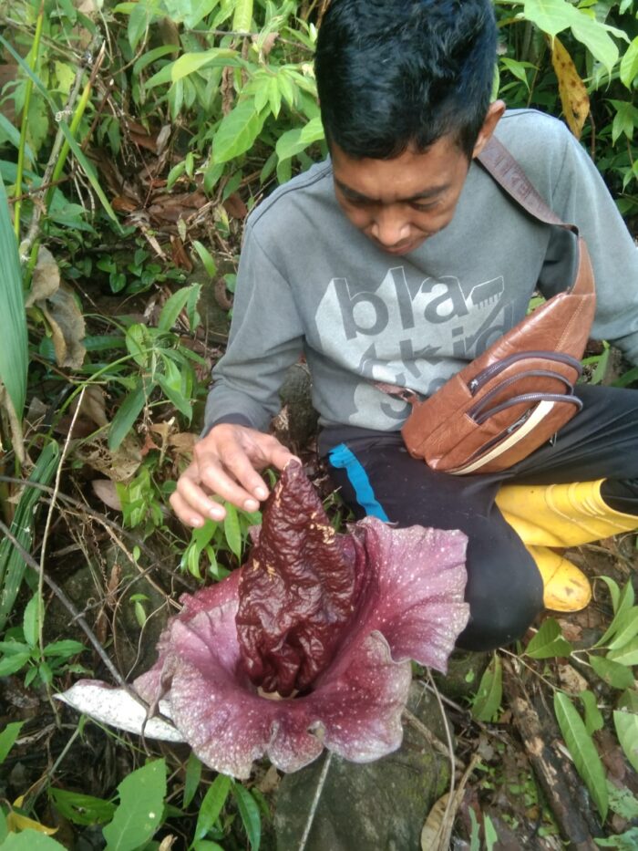 Viral! Ada Penemuan Bunga Bangkai di Natuna?