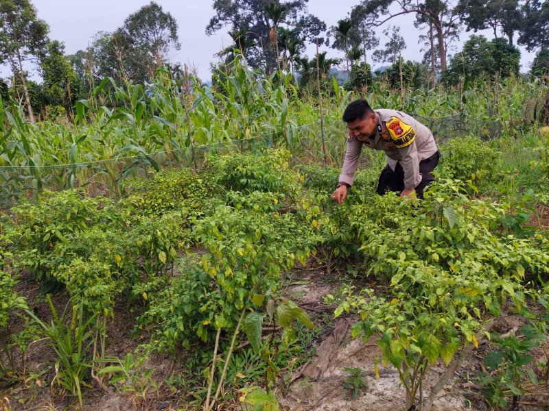 Bhabinkamtibmas Polsek Batang Gansal Tinjau Pekarangan Pangan Bergizi di Desa Rantau Langsat