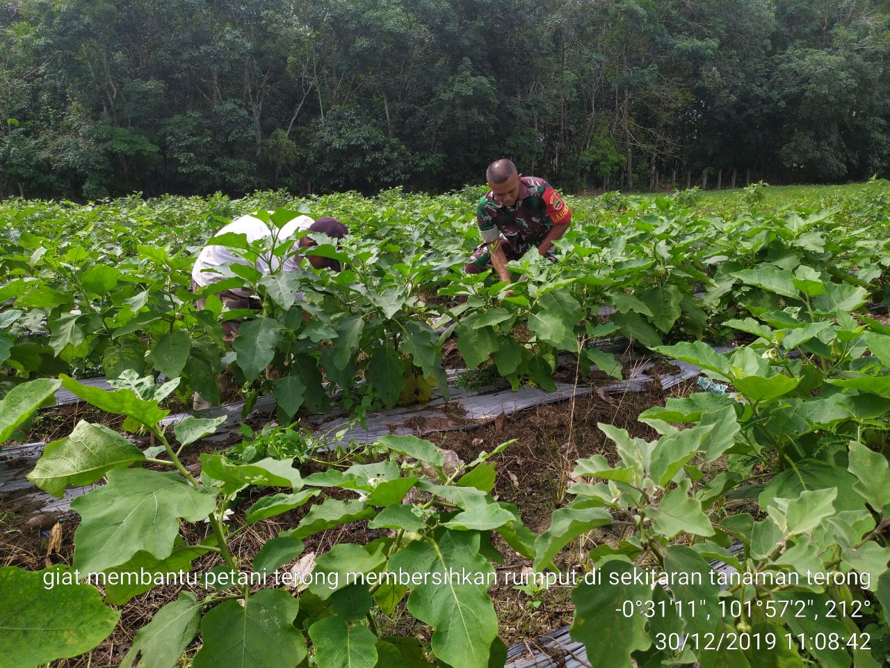 0,5 Hektar Serda Wahyu Bantu Petani Bersihkan Tanaman Terong
