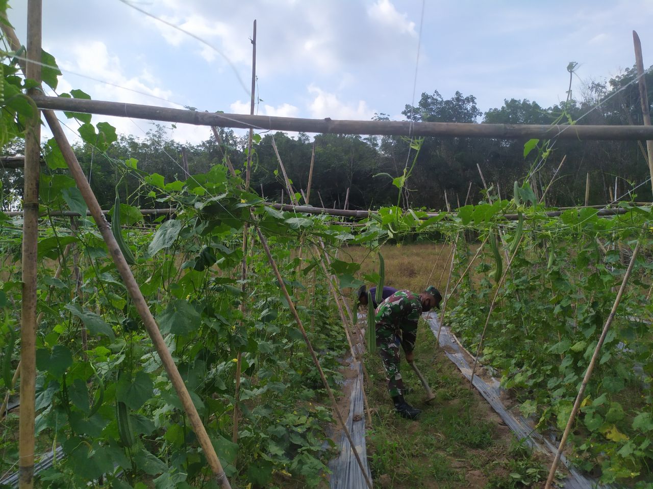 Saat Panen Gambas, Petani di Inhu Sebut TNI Sosok Motivator